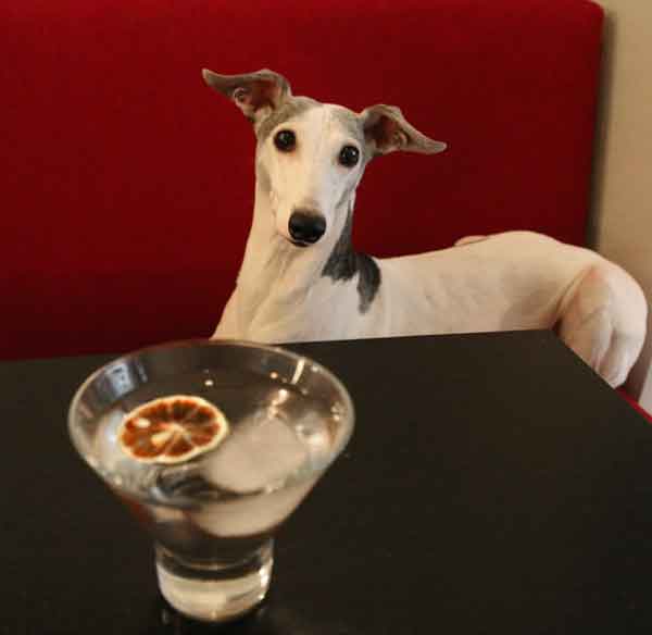 whippet lab whippet